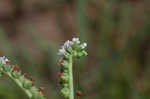 Salt heliotrope